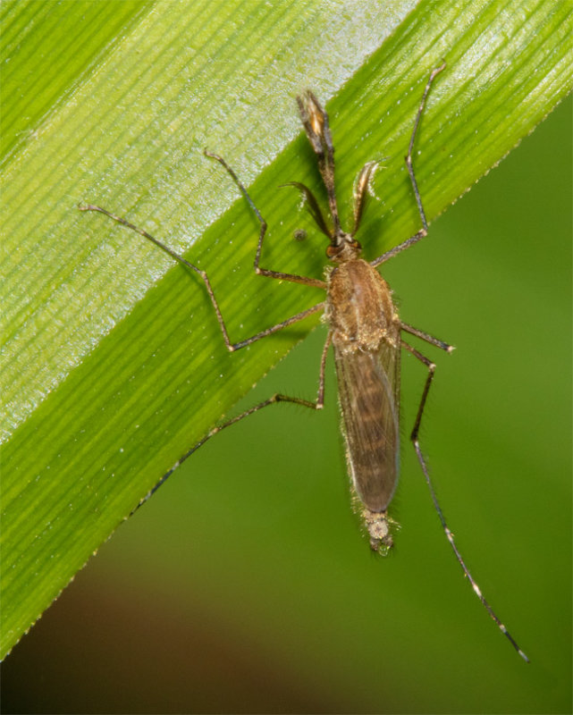 Mosquito sp 10-08-20.jpg