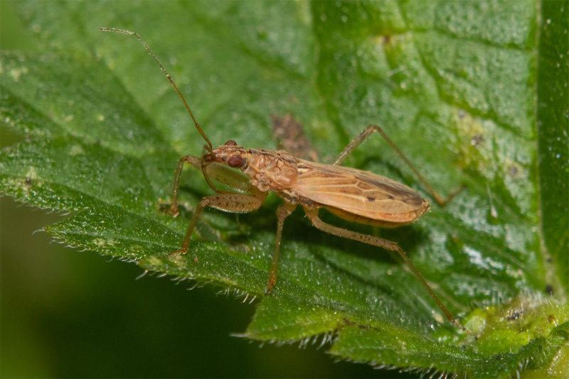 Common Damsel Bug - Nabis rugosus 12-08-20.jpg
