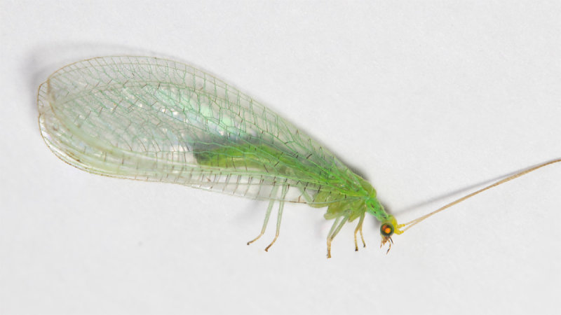 Lacewing - Dichochrysa flavifrons 15-08-20.jpg