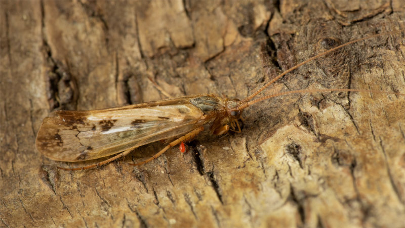 Caddis Fly - Limnephilus flavicornis poss 29-07-20.jpg