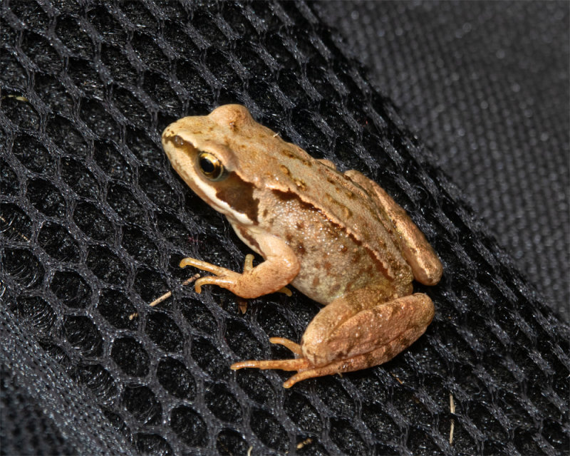 Frog sitting on my camera backpack 04-08-20.jpg