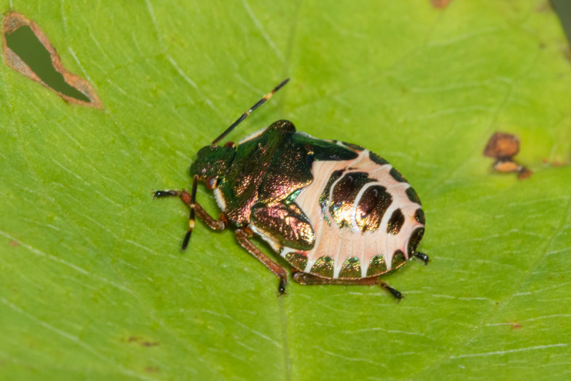 Bronze Shieldbug - Troilus luridus nymph 26-08-20.jpg