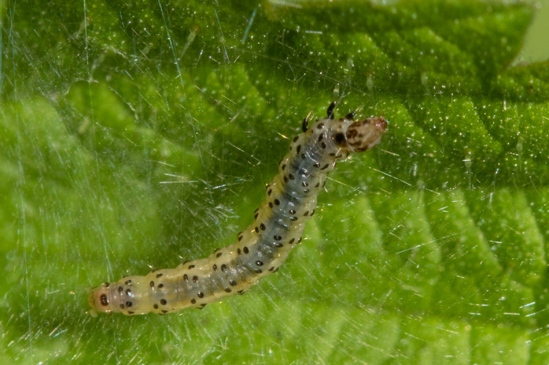 unid caterpillar 26-08-20.jpg