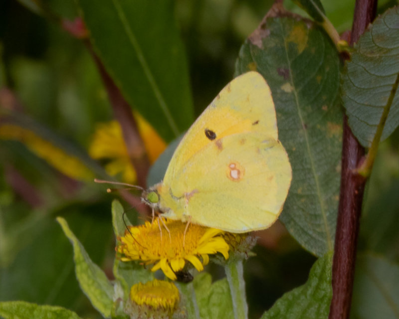 Clouded Yellow agg 30-08-20.jpg