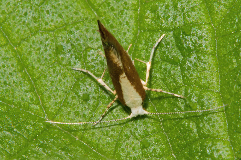 Micro Moth - Argyresthia albistria 30-08-20 top.jpg