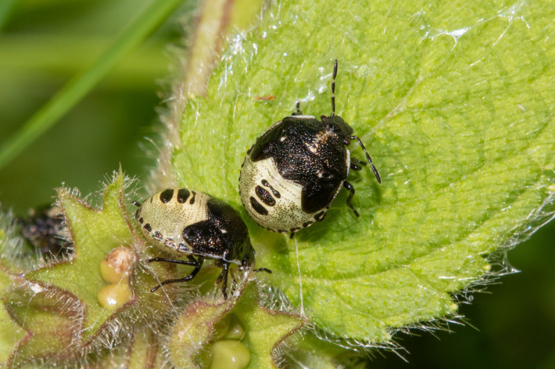 Woundwort Shieldbug - Eysarcoris venustissimus 31-08-20.jpg