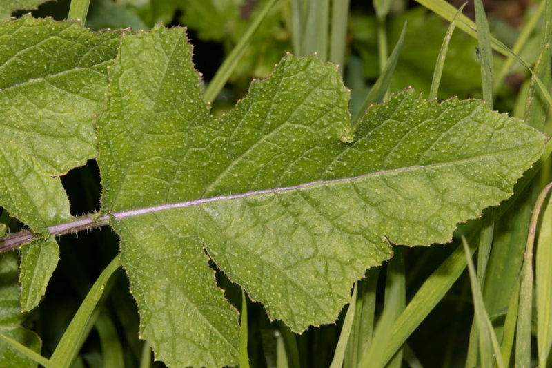 Charlock - Sinapis arvensis leaf 01-09-20.jpg