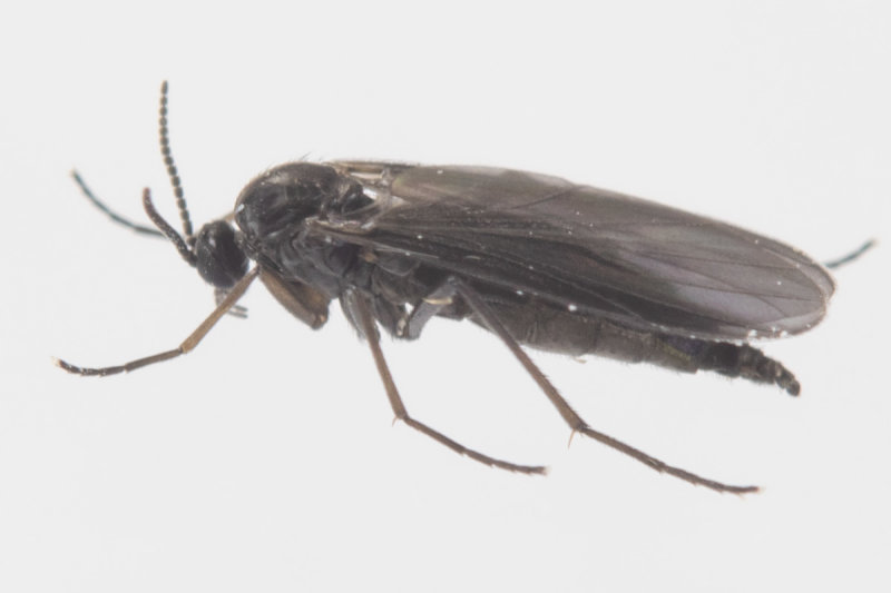 unid fly in moth trap 05-09-20.jpg