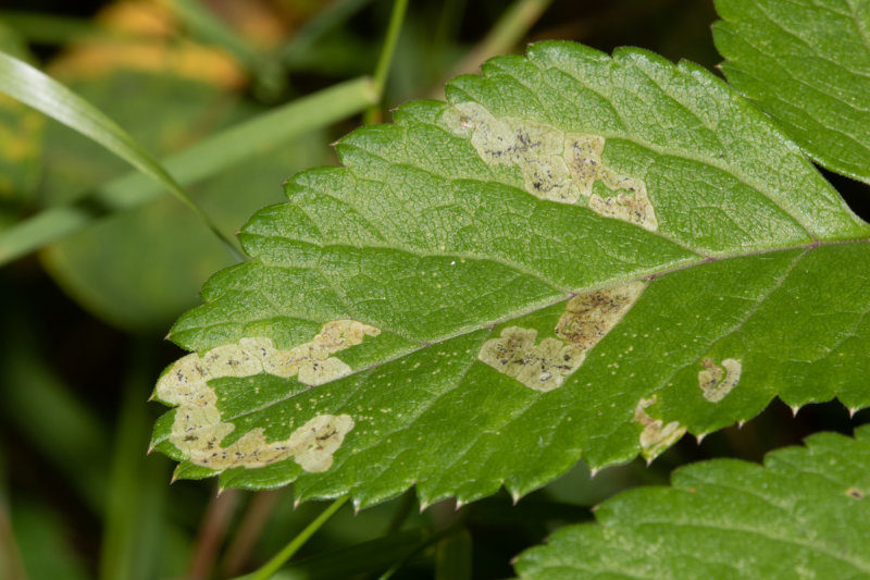 Leaf Mines of Phytomyza angelicastri 10-09-20.jpg
