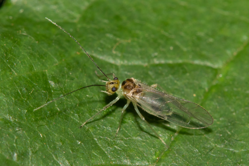 unid poss Apple Psyllid - Psylla mali 30-08-20.jpg