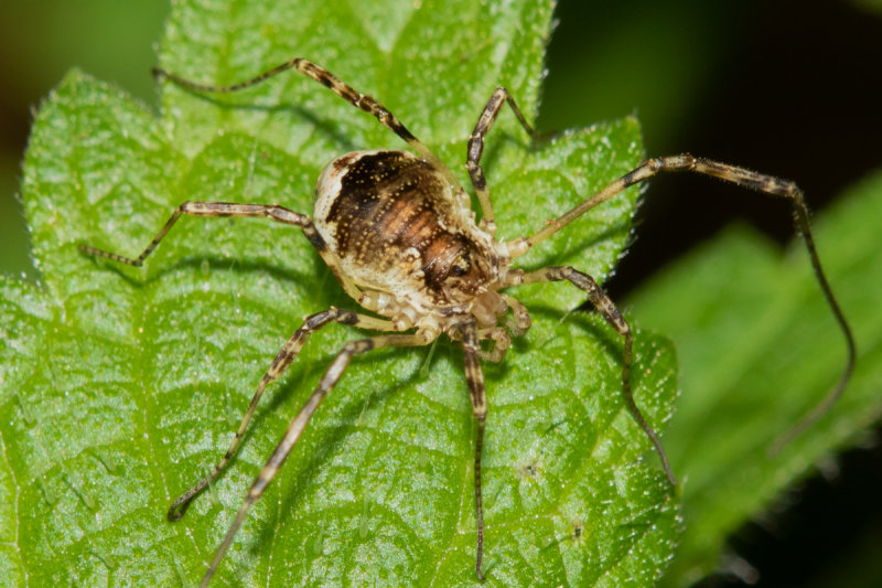 Harvestman - Oligolophus tridens 16-09-20 front.jpg