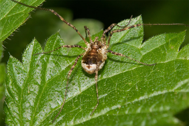 Harvestman - Oligolophus tridens 16-09-20 rear.jpg