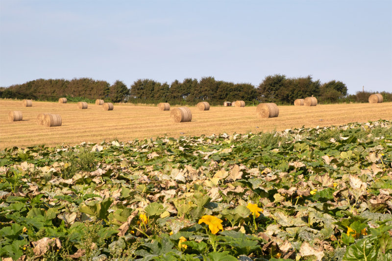 Week 36 - Poor pumpkin crop this year.jpg