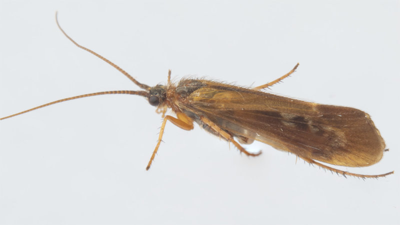 Caddis Fly - Limnephilus auricula prob 14-09-20 side.jpg