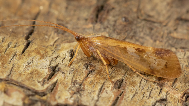Caddis Fly - Limnephilus rhombicus prob 14-09-20.jpg