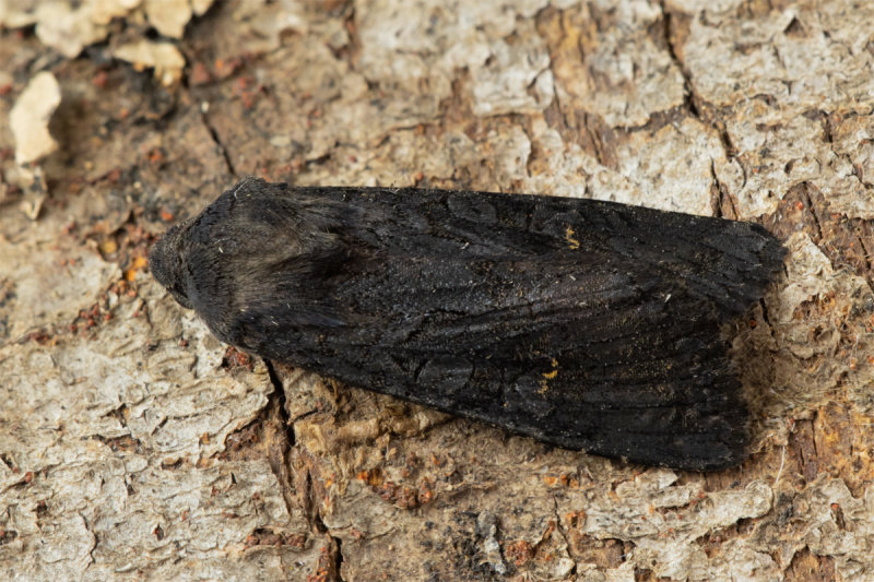 Moth - Black Rustic - Aporophyla nigra 21-09-20.jpg