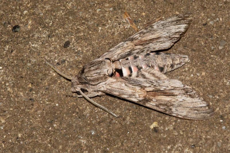 Moth - Convolvulus Hawkmoth - Agrius convolvuli 21-09-20.jpg
