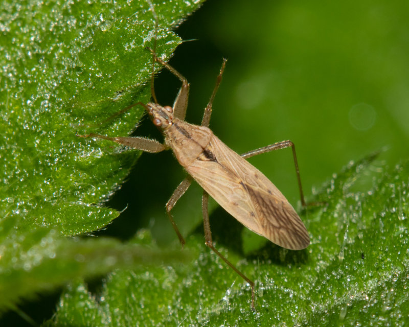 Field Damsel Bug - Nabis ferrus 16-09-20.jpg