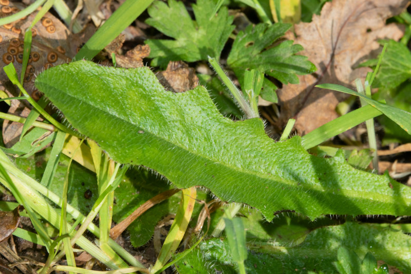 Catsear - Hypochaeris radicata leaf 26-09-20.jpg