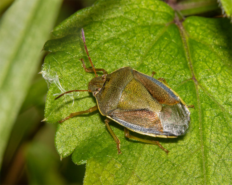 Gorse Shieldbug - Piezodorus lituratus 27-09-20.jpg