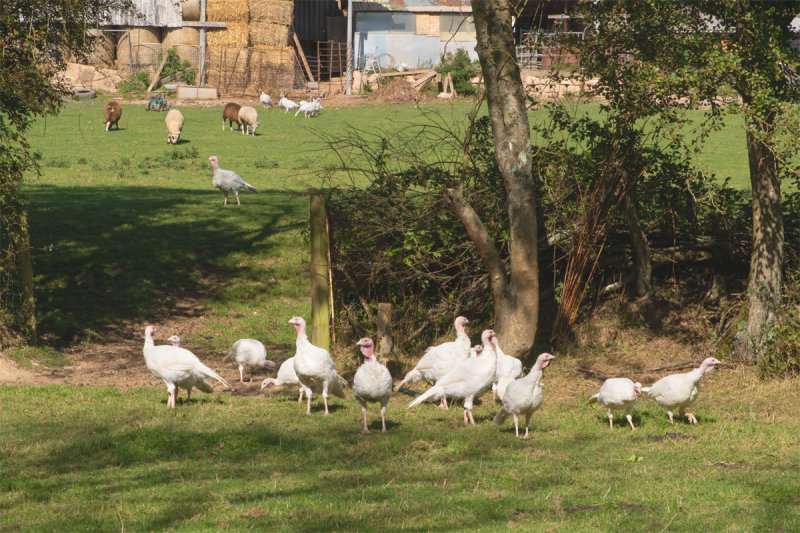 Week 40 - Mill Farm South Milton - Turkeys.jpg