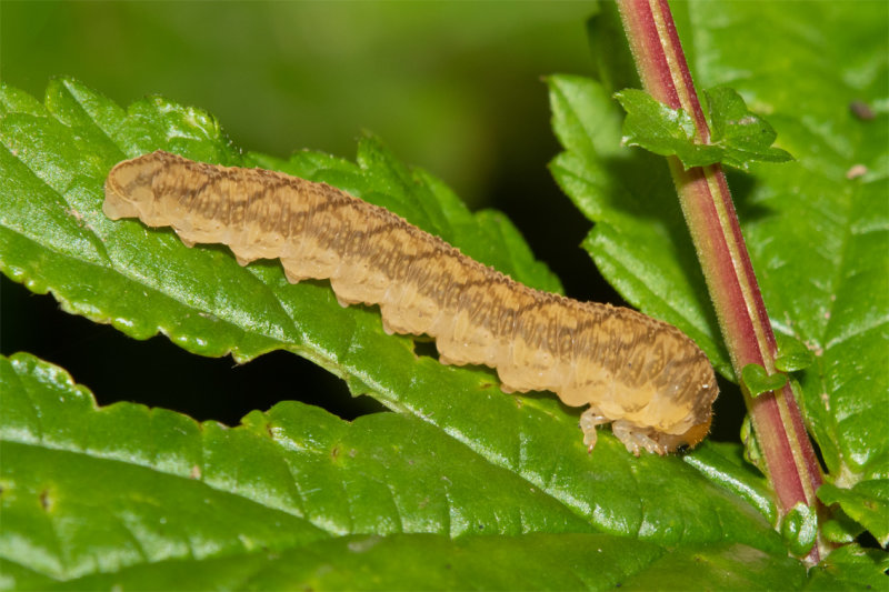 Sawfly larva posibly Tenthredo colon 10-09-20.jpg