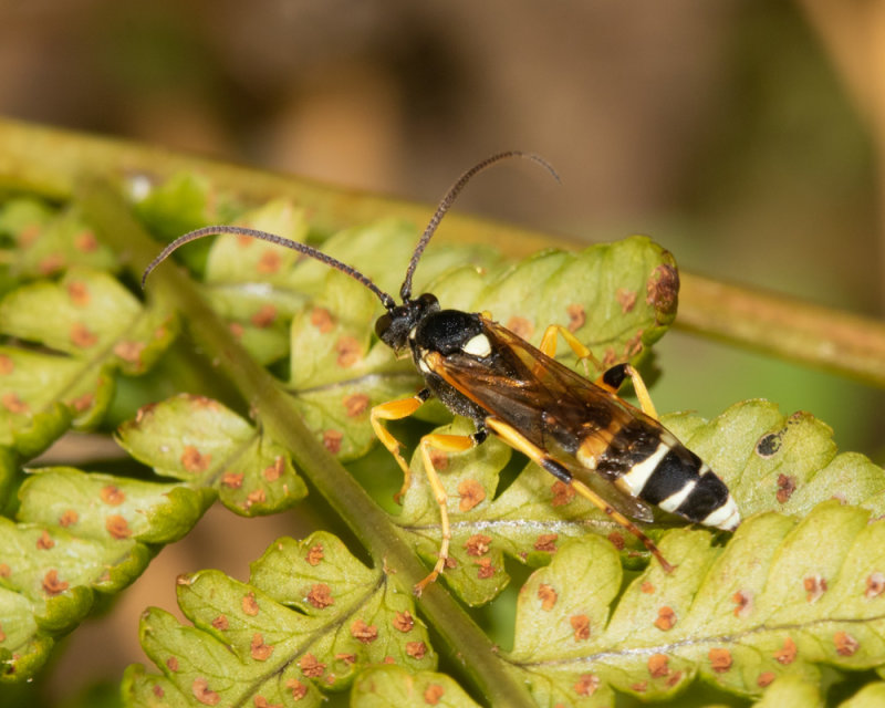 Ichneumon sarcitorius 13-09-20.jpg