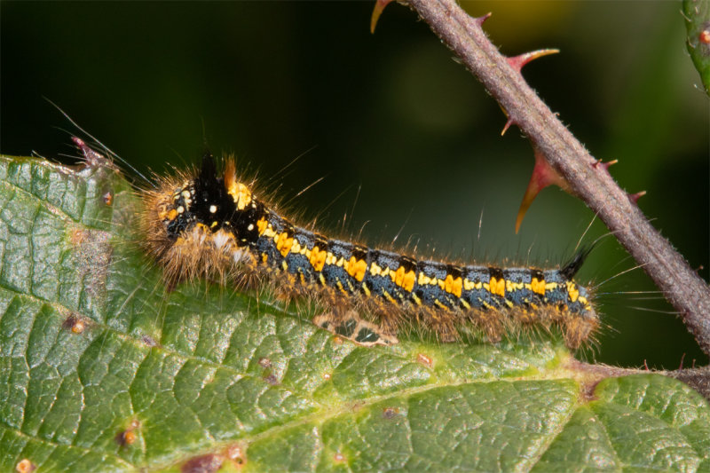 Drinker Moth - Euthrix potatoria caterpillar 10-10-20.jpg