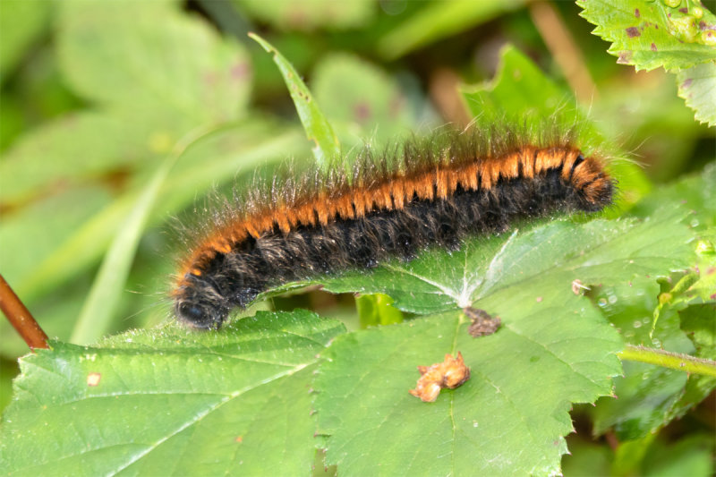 Fox Moth - Macrothylacia rubi caterpillar 10-10-20.jpg