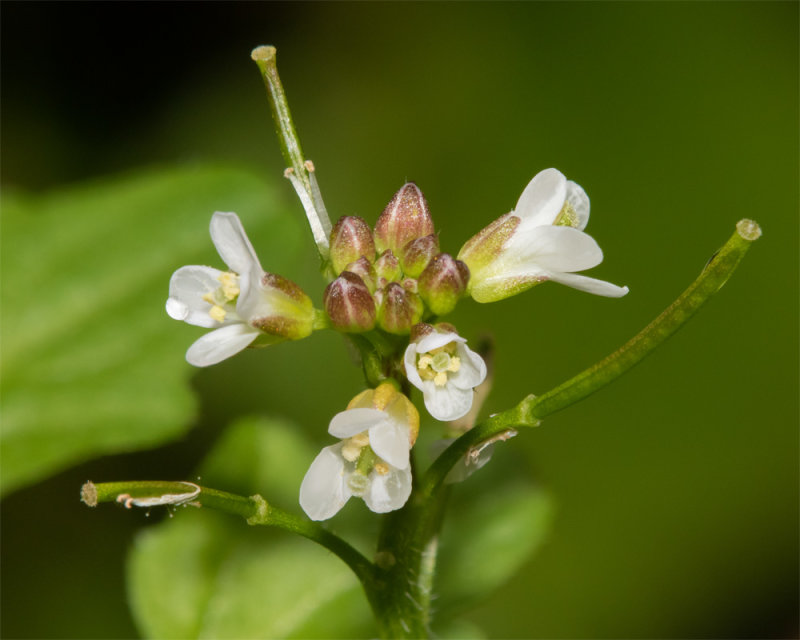 Wavy Bittercress - Cardamine flexuosa 18-10-20.jpg