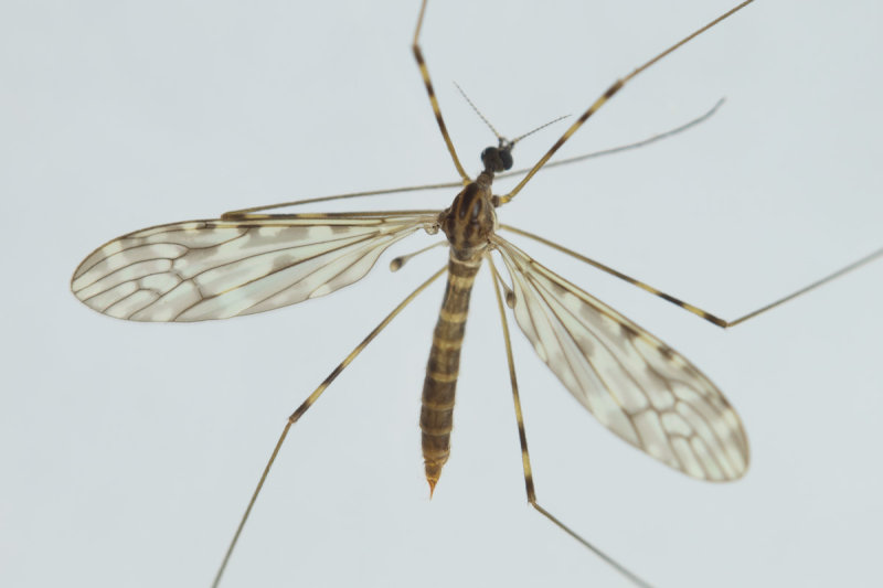 Cranefly - Limonia nubeculosa f 16-10-20.jpg