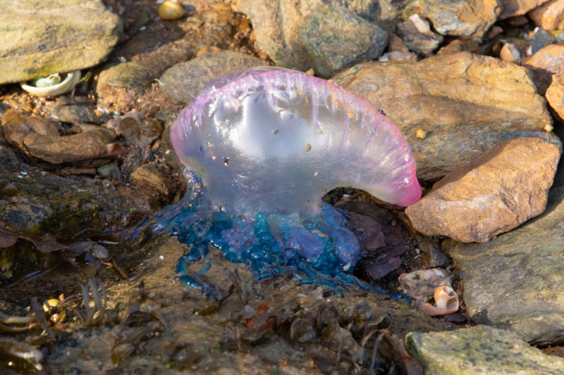 Portuguese Man of War poss 02-11-20.jpg