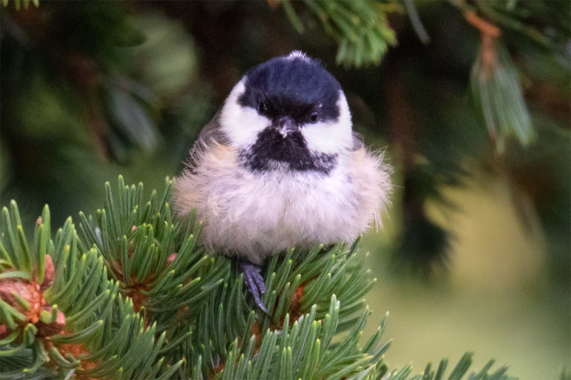 Coal Tit 25-11-20.jpg