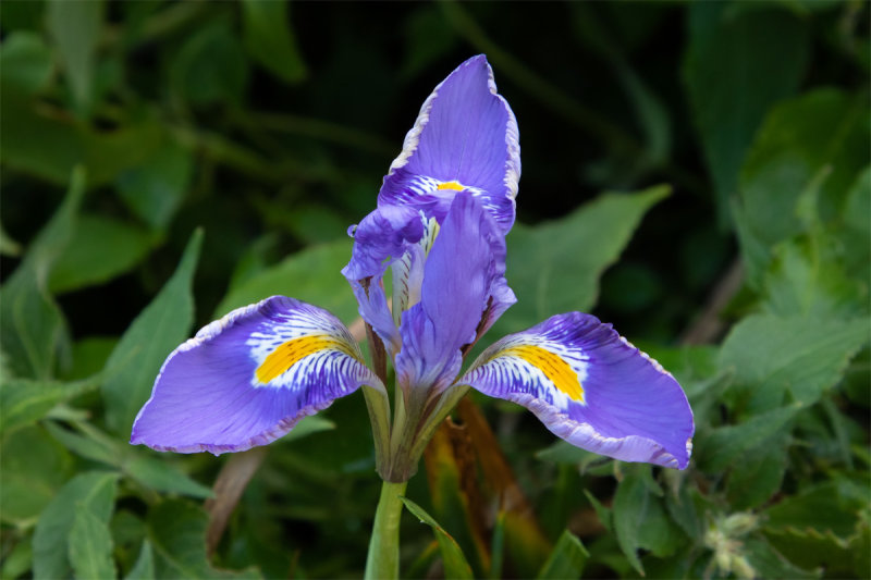 Week 49 - From my garden - Iris unguicularis.jpg