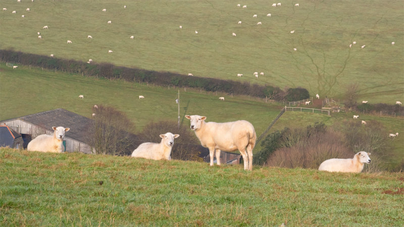 Snapes Point Path - Salcombe - Sheep 30-11-20.jpg