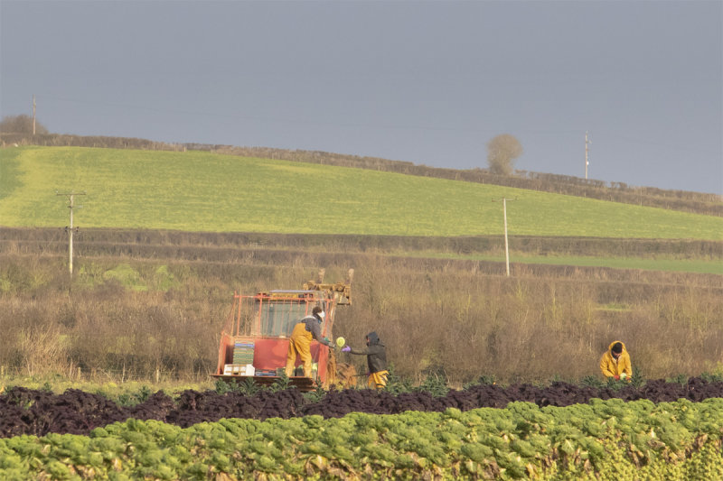Week 01 - South Milton - harvesting cabbages.jpg
