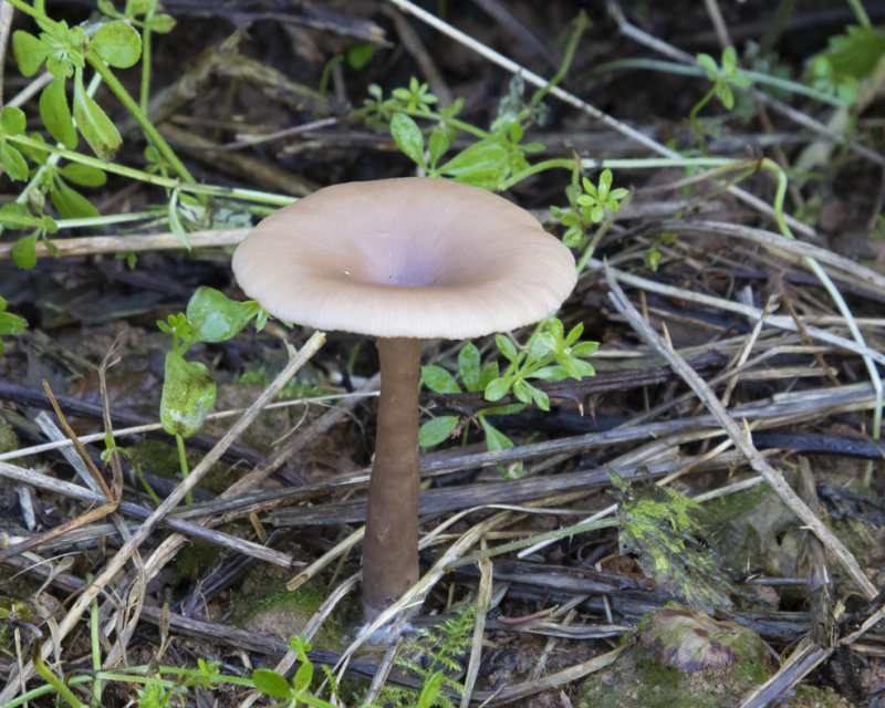 The Goblet - Pseudoclitocybe cyathiformis 04-01-21.jpg