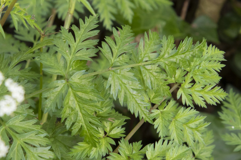 Cow Parsley - Anthriscus sylvestris leaves 15-01-21.jpg