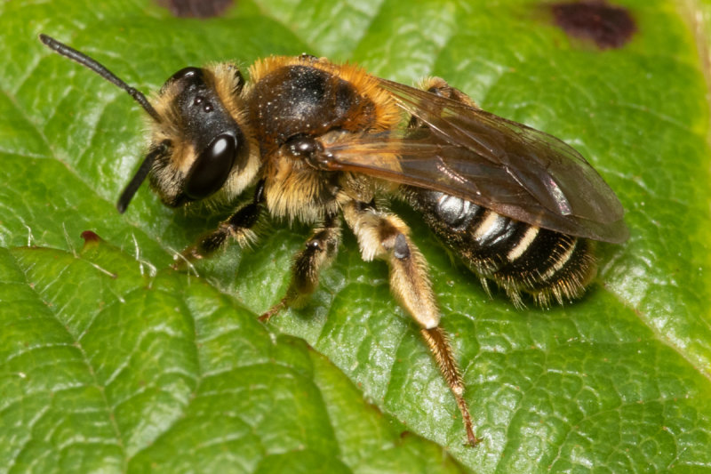 unid poss Andrena similis f 11-07-20.jpg