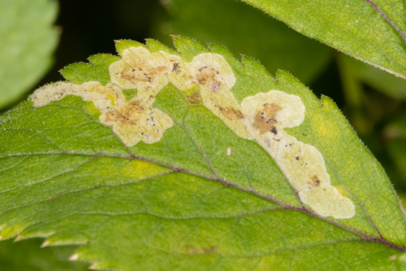 unid leafmine 13-09-20.jpg