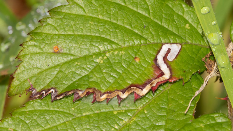 Stigmella aurella leafmine on bramble 10-10-20.jpg