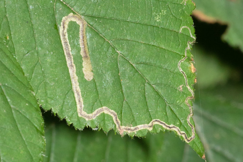 Leafmine on bramble poss Stigmella splendidissimella 16-07-20.jpg