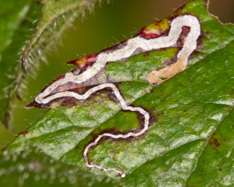 Leafmine on bramble poss Stigmella aurella 18-10-20.jpg