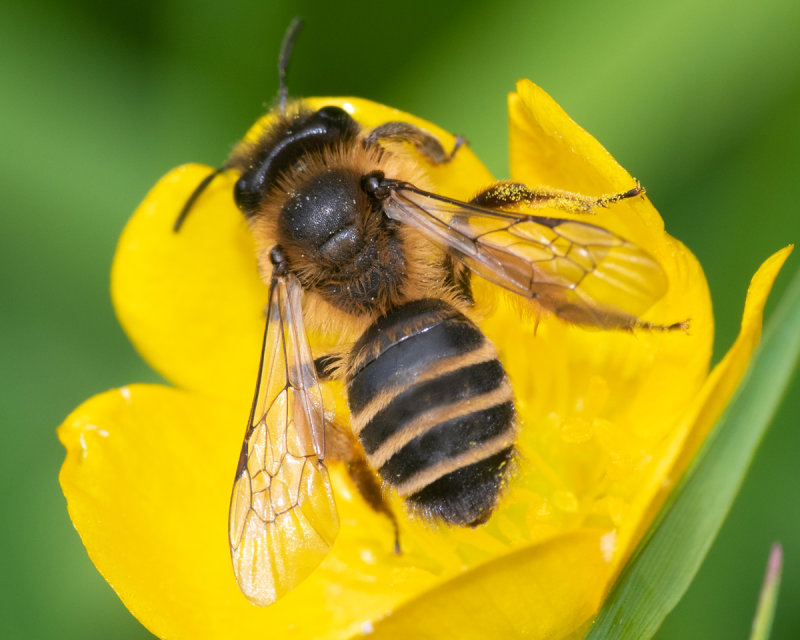 Andrena ovatula f poss 20-06-19.jpg