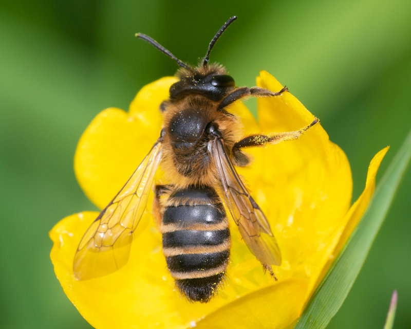 Andrena ovatula f poss 20-06-19 #2.jpg