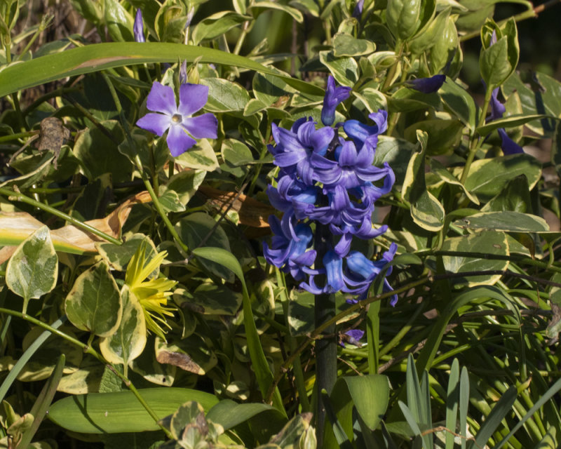 Hyacinth & Vinca 27-02-21.jpg