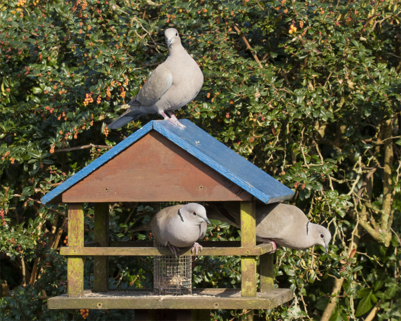 Week 09 - Collared Doves in my garden.jpg