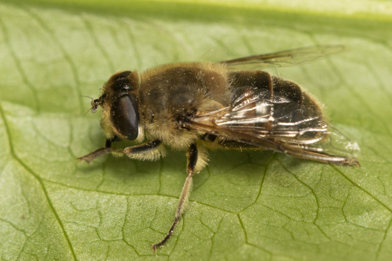 Eristalis tenax f 13-03-20.jpg