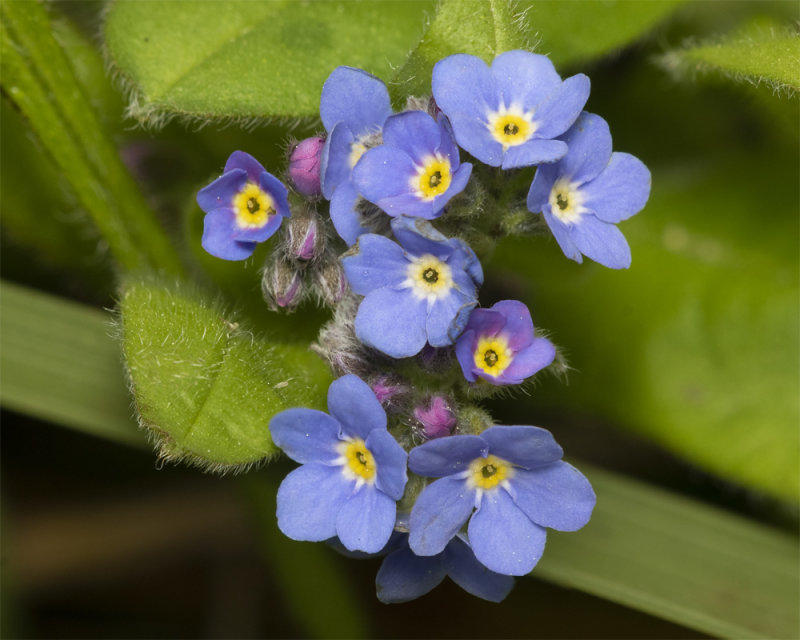 Field Forget-me-not - Myosotis arvensis 14-03-21.jpg
