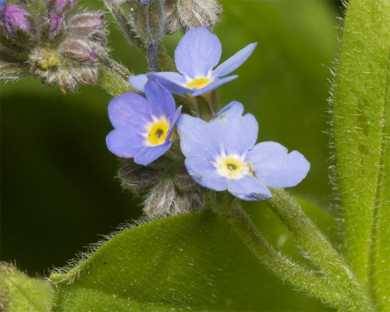 Field Forget-me-not - Myosotis arvensis 14-03-21 stem hair.jpg